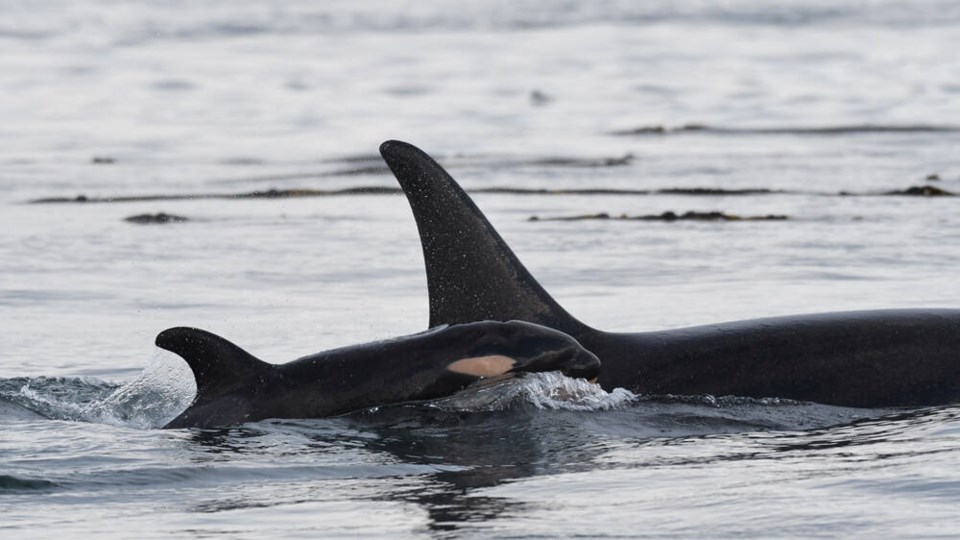 web1_j60-calf-presumed-dead