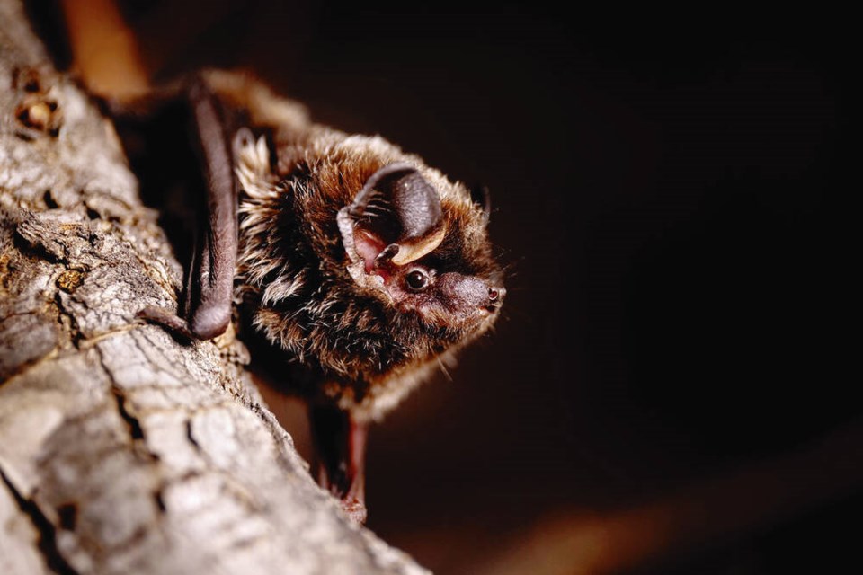 Silver-haired bats hibernate in mines and trees in the  West Kootenay and along the coast of Vancouver Island.  JASON HEADLEY  