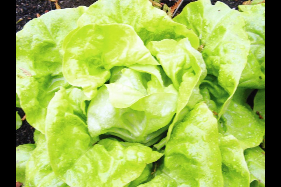 Hilde is a classic butterhead lettuce — large, vigorous, and fast-growing. HELEN CHESNUT