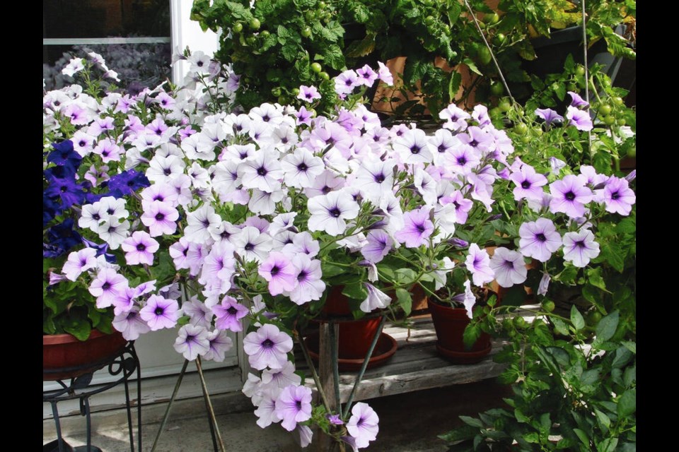 Tidal Wave Silver is an easy-care, award-winning petunia that produces a long season of showy blooms. HELEN CHESNUT 