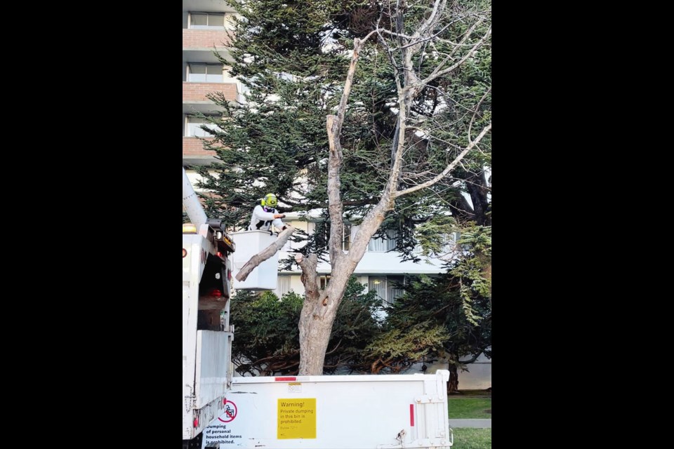 A City of Victoria crew takes down a sycamore maple tree at South Turner Street after it was killed by sooty bark disease. NATURAL RESOURCES CANADA 