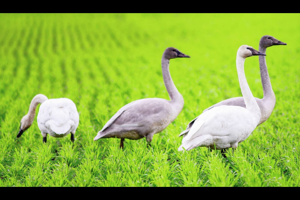 Trumpeter swans feed in a field near Michell’s Farm Market. The trumpeter swan is the largest species of waterfowl, and both the heaviest and longest native bird of North America. DARREN STONE, TIMES COLONIST 