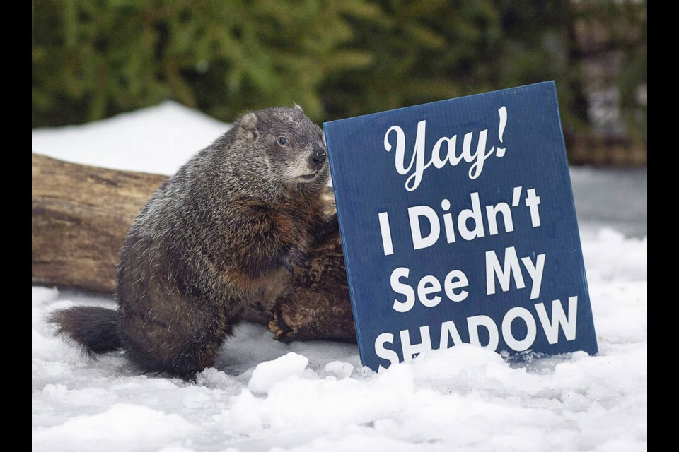 Nova Scotia’s Shubenacadie Sam, pictured on Groundhog Day 2018, went shadowless on Friday, indicating spring is near. THE CANADIAN PRESS/Andrew Vaughan 