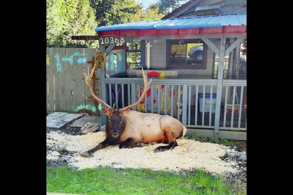 Bob the elk was dear to the hearts of many Youbou residents and to visitors who took countless photos of him, many in front of Wendy Stokes’ home, where he hung out. VIA WENDY STOKES 