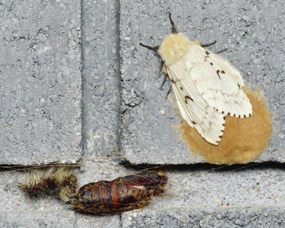 web1_gypsy_moths_-lymantria_dispar-_-_guelph_ontario_2020-07-26