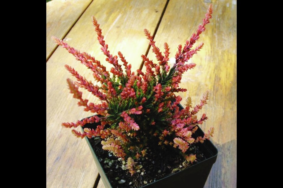 Potted plants can sometimes become “root-bound.” That means the root mass has become congested or tangled. Purchased heathers are sometimes found in that condition. Roots should be untangled, spread out, and shortened if necessary before planting.	HELEN CHESNUT 