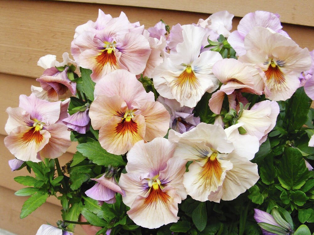 Gardening tips: Get an early start out on your yard in March
