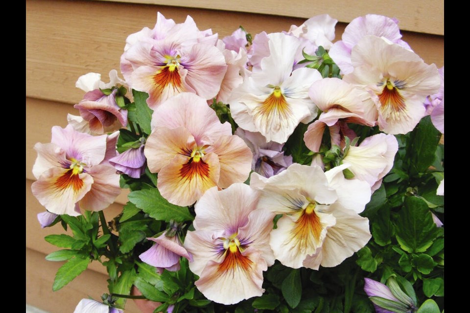Pansies planted in patio containers early in the spring will give a long season of bloom. HELEN CHESNUT 