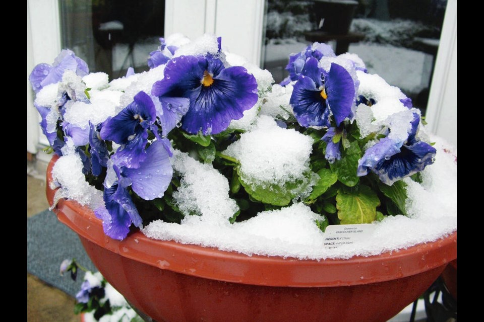 Pansies, and their smaller-flowered kin violas, are tough little plants that are undaunted by snow and cold temperatures. HELEN CHESNUT 