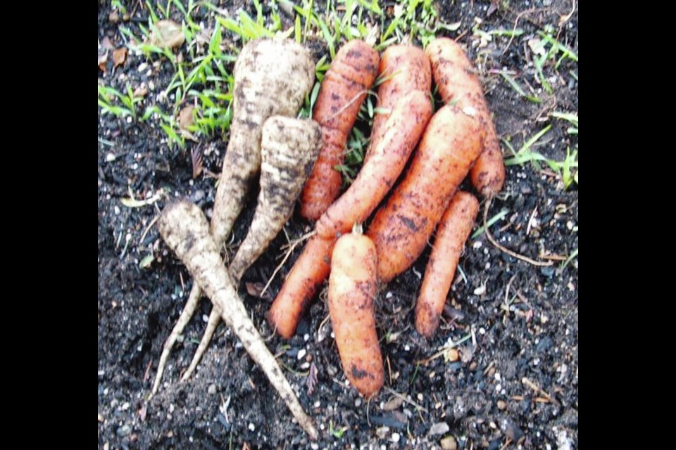 Gladiator parsnips and Napoli carrots: Both roots grow well in a light-textured, loamy soil kept well moistened during the germination period. HELEN CHESNUT
