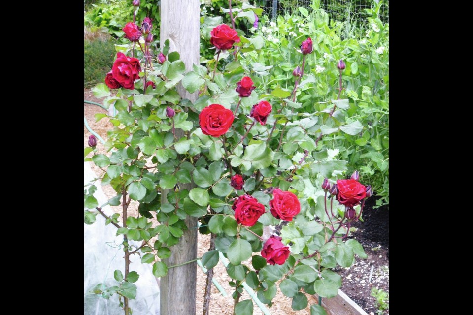 Don Juan is a climbing rose that will flower well when grown upright, trained against a pillar. HELEN CHESNUT