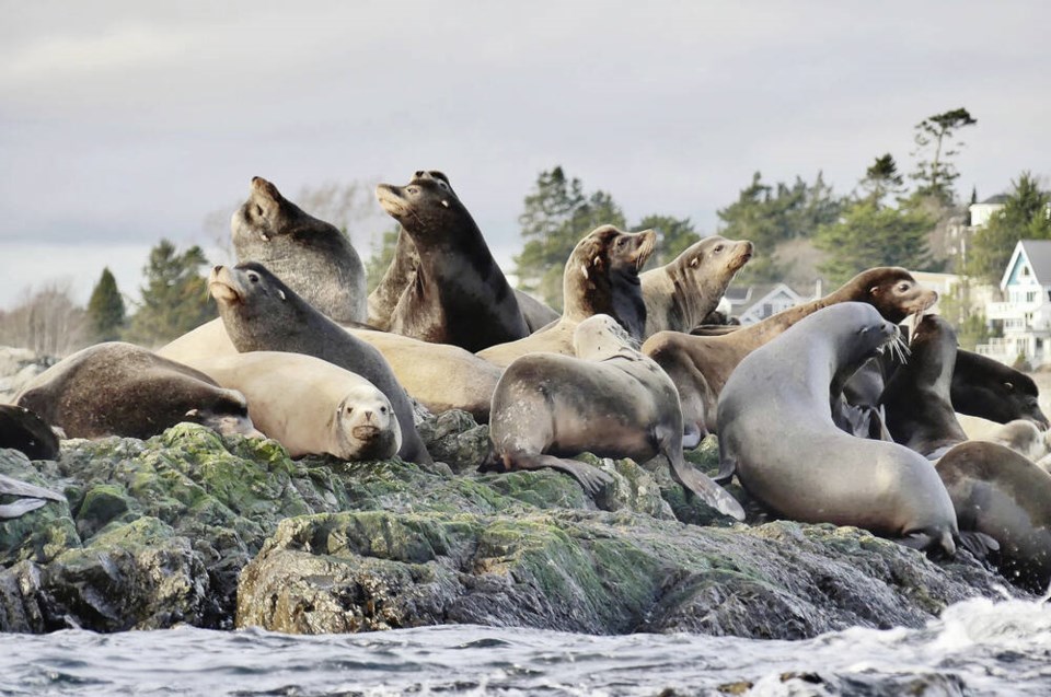 web1_sea-lions-trial-islands