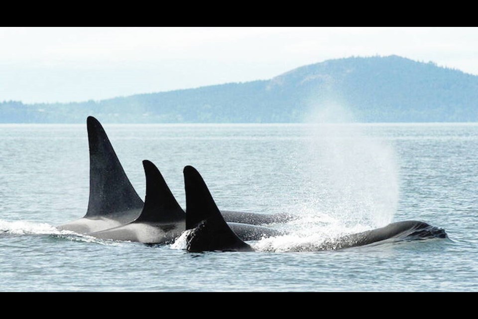 Members of L-Pod, including female L22, swim in the Salish Sea. DAVE ELLIFRIT, CENTER FOR WHALE RESEARCH. PERMIT NO. NMFS 21238 