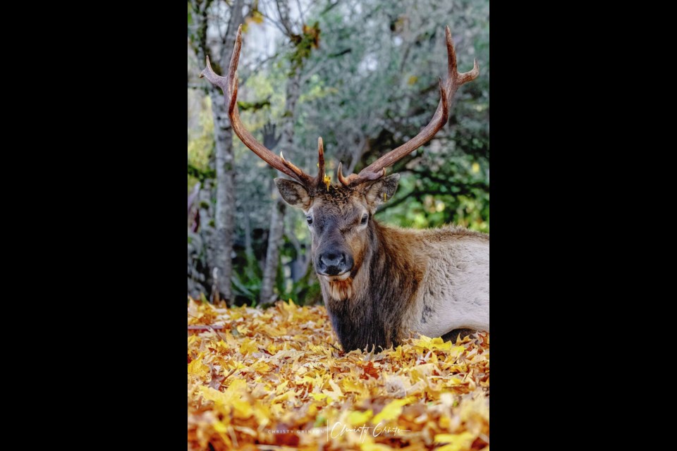 Bob the elk was dear to the hearts of many Youbou residents and to visitors who took countless photos of him, many in front of Wendy Stokes’ home, where he hung out. VIA CHRISTY GRINTON 
