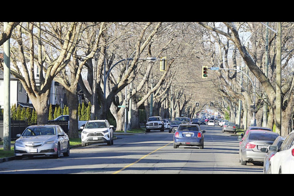 Parked cars on Shelbourne Street between Haultain and Hillside Avenue, which is lined with London plane trees planted as a war memorial. ADRIAN LAM, TIMES COLONIST 