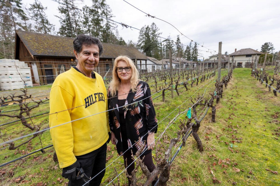 Deep Cove Winery owners Diana and George Sayad at their vineyard on the Saanich Peninsula. Although the January cold snap devastated most of the 2024 B.C. wine vintage, Diana Sayad says she expects her winery’s harvest to go off without a hitch this year.  DARREN STONE, TIMES COLONIST 