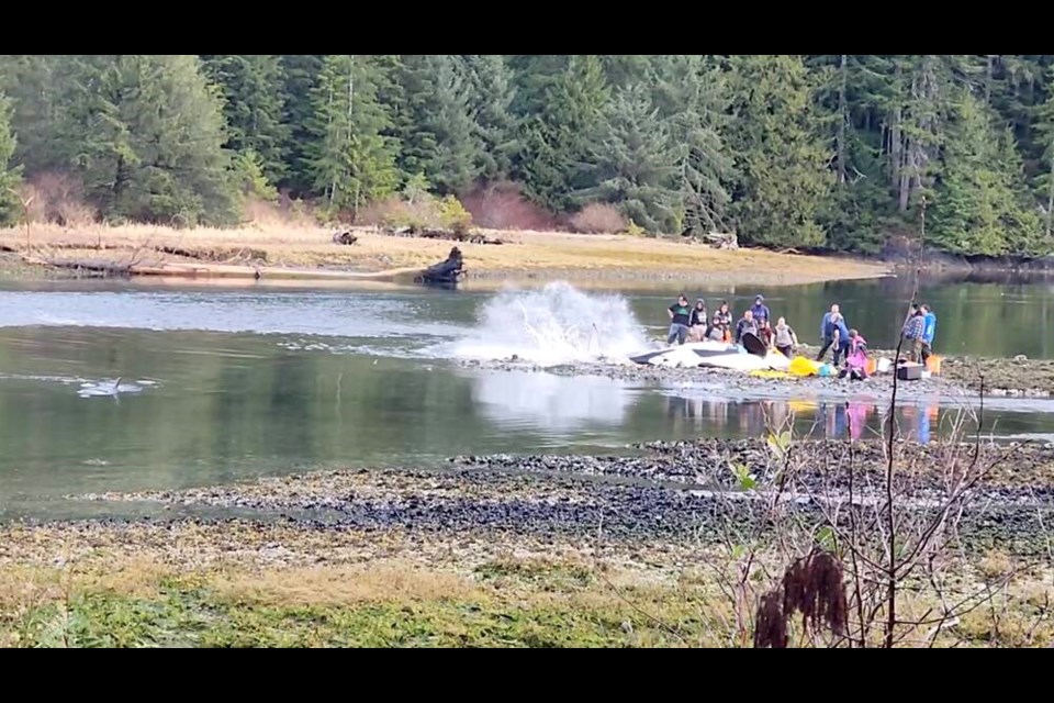 A beached orca thrashes its tail in a still from a video posted on ­Saturday. TRACY SMITH 