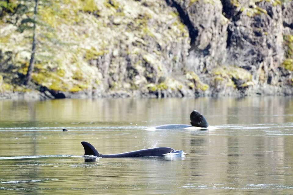 web1_03252024-orca-calf