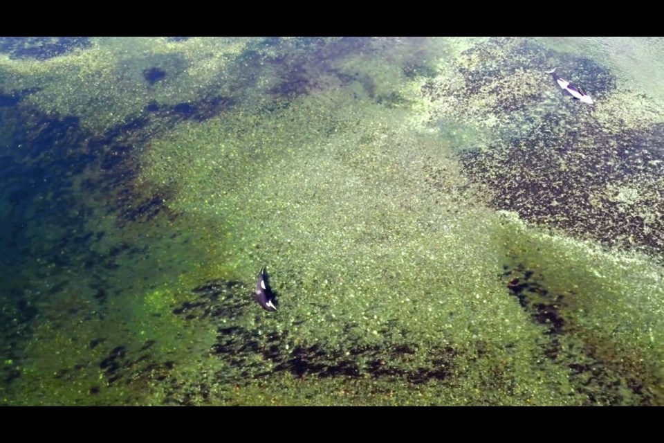 An orca calf, lower left, can be swimming near the body of its mother, which died after becoming beached near Zeballos, in a video posted by Bay Cetology on March 23, 2024. 