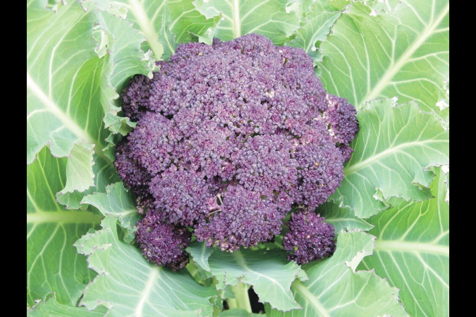 From a summer sowing, Purple Cape cauliflower over-winters well to produce fine, tasty heads in early spring. HELEN CHESNUT