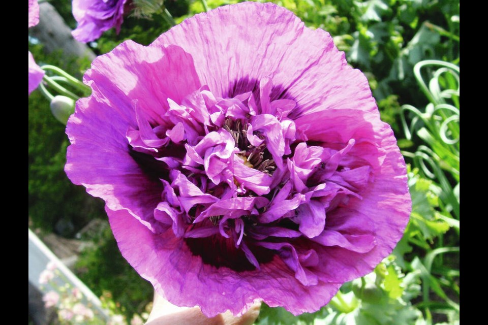 Annual peony flowered poppies produce single, double and semi-double blooms in a broad range of colours. Helen Chesnut photo. Garden column Wednesday, March 13. 