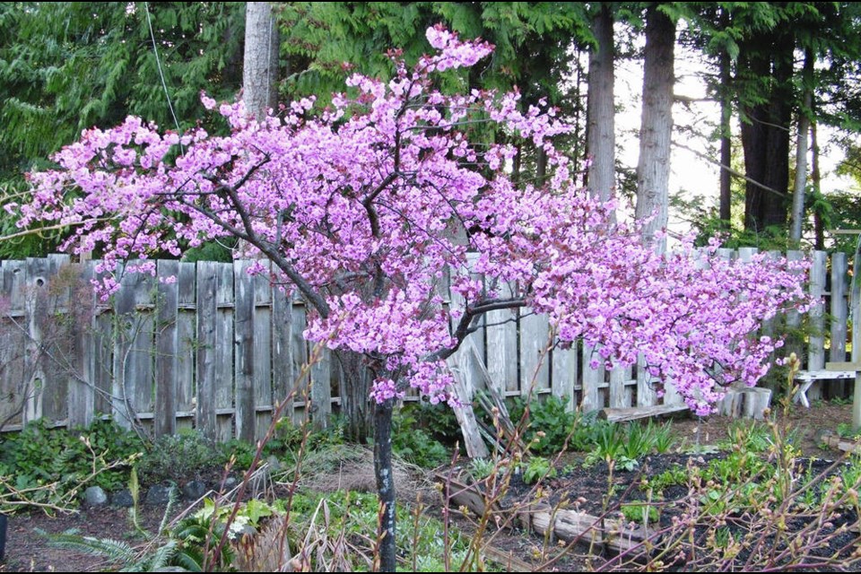 This flowering plum, Prunus blireana, usually blooms for a month in early spring. Helen Chesnut photo. Garden column Saturday, March 30. 