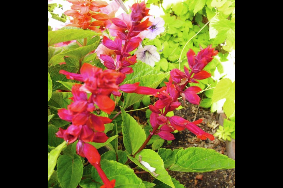 As an alternative to favourite salvias she can no longer find, one reader has chosen Coral Nymph in the Hummingbird series of salvias from a local seed rack. This one is called Firelight, also in the Hummingbird series. HELEN CHESNUT 