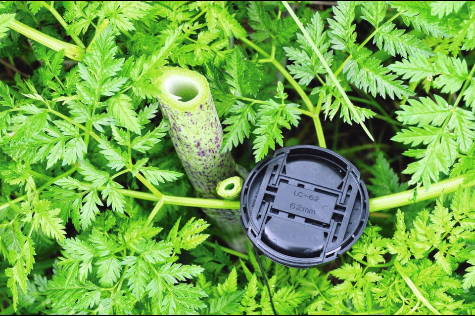 Poison hemlock can be identified by the distinctive purple splotches located on its stem. COURTESY THE ROYAL BC MUSEUM 