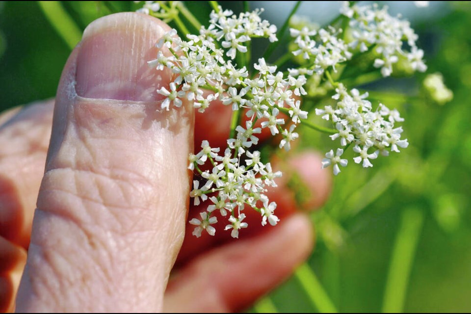 Poison hemlock usually flowers from April to July and contains seeds that can form viable plants even after it has been removed a site. COURTESY THE ROYAL BC MUSEUM 
