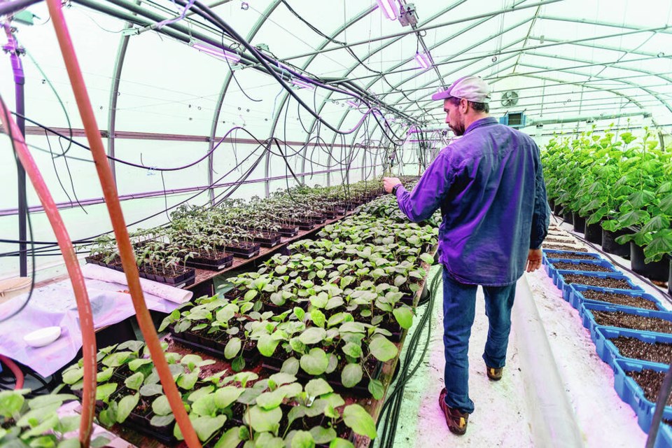 Denes Lukacs, lead farm ­manager at Northstar Organics, inside a greenhouse on the farm. Northstar’s greenhouses include heated and lighted systems used to start plants and grow others for multiple crops, while ­covered unheated greenhouses are used to “harden” seedlings for ­outside plantings.  DARREN STONE, TIMES COLONIST 