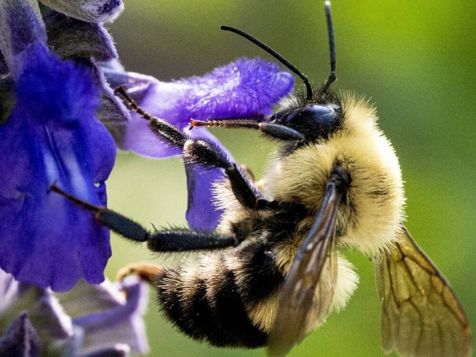 web1_04-2024-bee-gathering-pollen