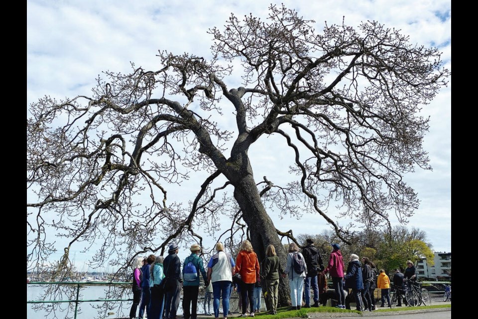People gathered Monday to say goodbye to a beloved oak tree on Beach Drive that leans over the sidewalk. The trees is set to be cut down Wednesday because its roots are hollow and the tree is failing. TIMES COLONIST 