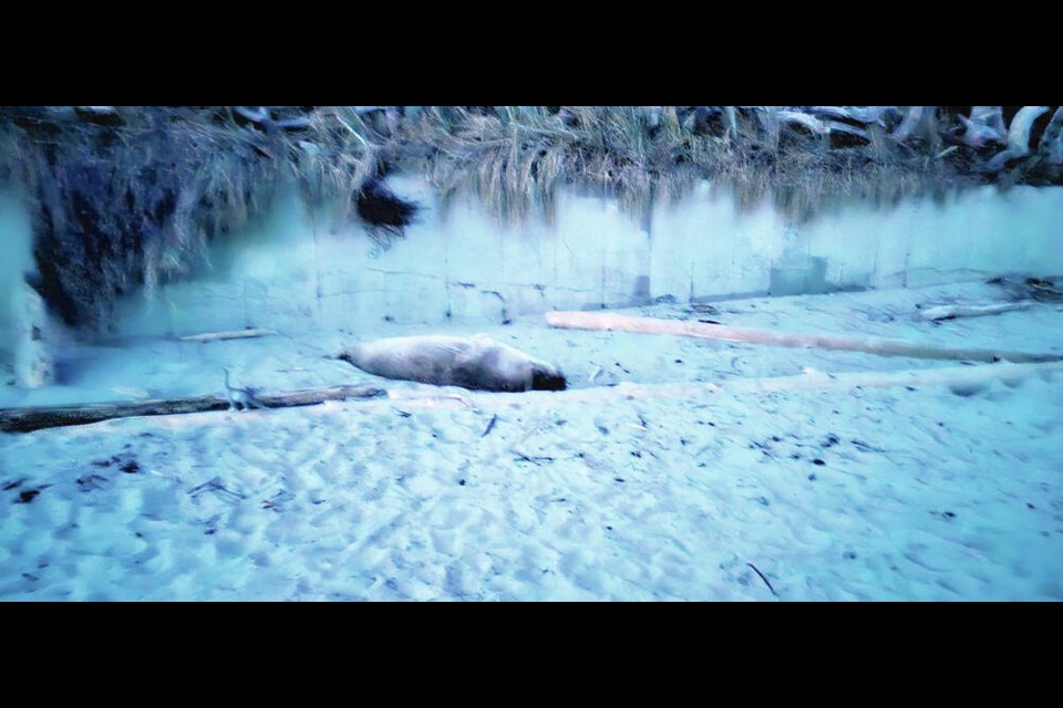 Elephant seal spotted by Chris Ashurst at Gonzales Beach. COURTESY CHRIS ASHURST 