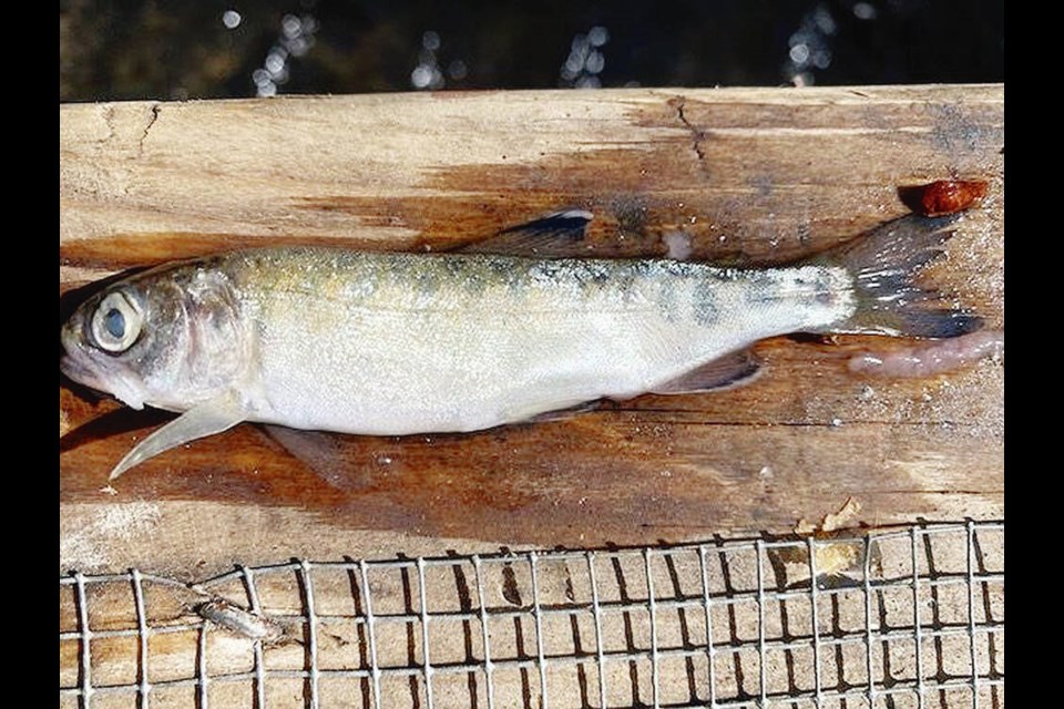 One of the dead juvenile coho found in Piercy Creek in 2021. Sixty-five dead juvenile coho salmon were found inside a collection box used to temporarily stall and count the fish on their journey to the ocean. The cause was initially a mystery, since the water in the creek passed all the standard water-quality tests. COURTESY OF COMOX VALLEY CONSERVATION PARTNERSHIP 