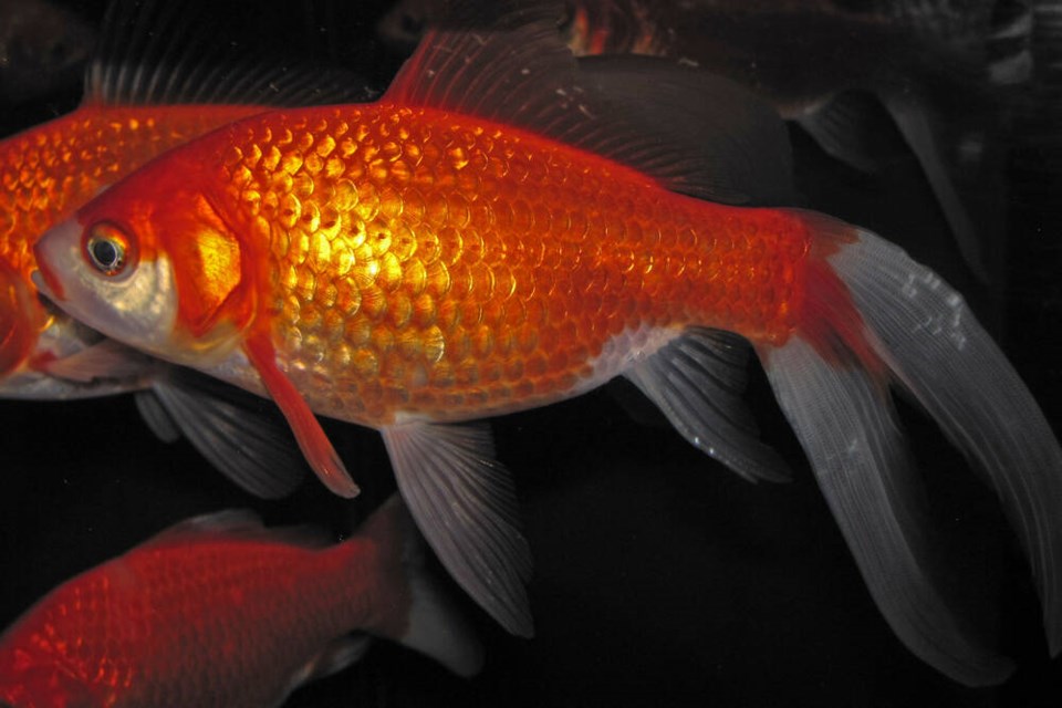 Female goldfish can release 50,000 eggs at a time, three times a summer, and they don’t even need a male to reproduce. JAMES ST. JOHN VIA WIKIMEDIA COMMONS 