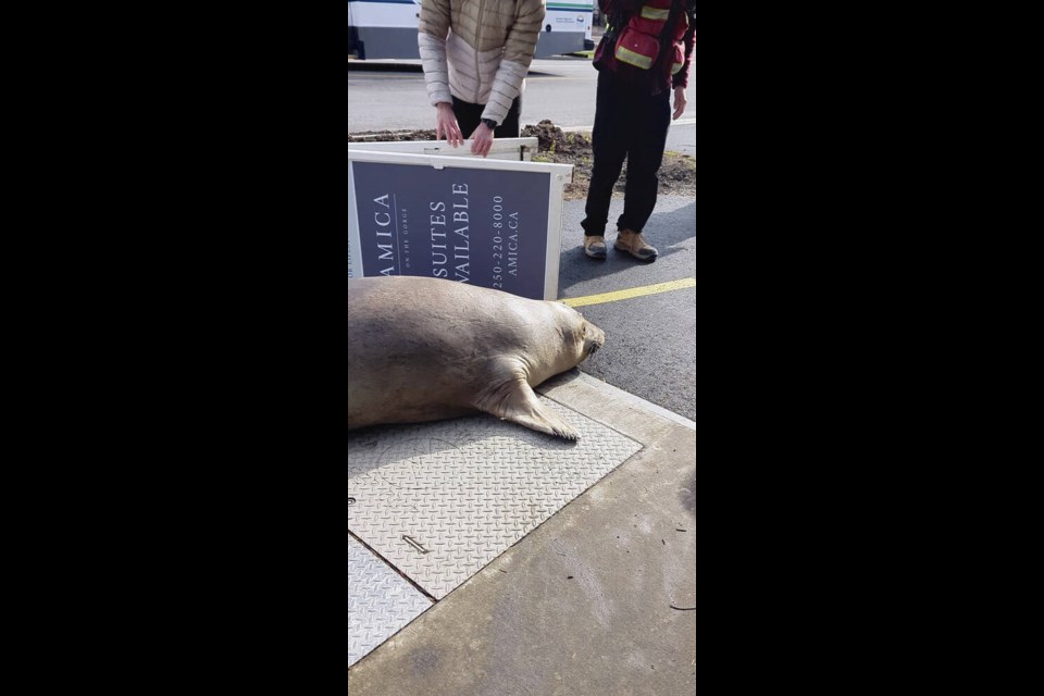 Eli Katz used a borrowed sign to encourage Emerson the elephant seal to return to his safe space by the Gorge, away from vehicles on the road. VIA ELI KATZ 