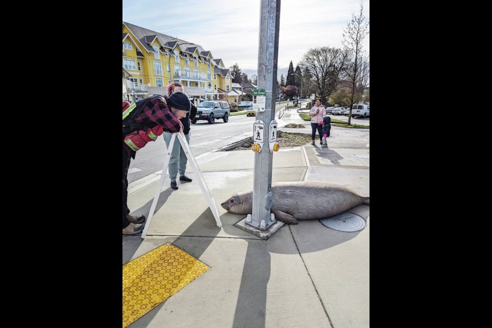 Emerson the elephant seal made his way to the street this week. April and May is the prime time for the three-to-five-week moulting process VIA ELI KATZ 