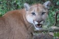 Cougar sighted in Saanich backyard near Marigold Park