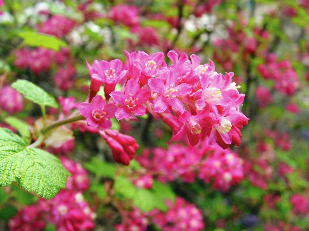Helen Chesnut’s Garden Notes: Significantly to take pleasure in in the early April backyard