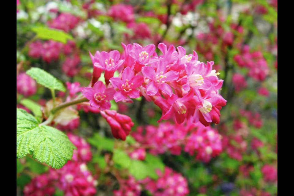 A signature west coast spring-flowering shrub is red-flowering currant.	HELEN CHESNUT 