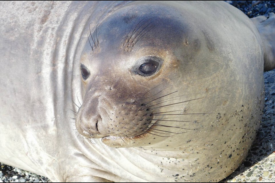 Emerson was seen sunning himself in McNeill Bay Tuesday morning before dipping back into the water. VIA JACQUES SIROIS 