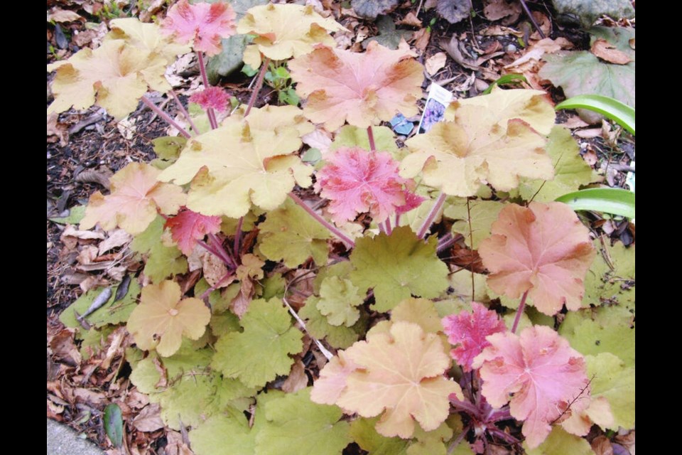 Heucheras (coral bells) are lovely evergreen perennials that are available in many interesting colours that look great in winter hanging baskets. 
Helen Chesnut photos 