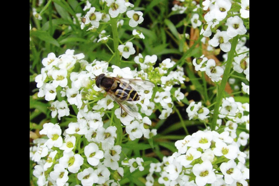 Sweet alyssum is one of the best flowers for attracting beneficial insects, in particular aphid predators like this hover fly. These flies lay eggs that hatch into larvae that are voracious aphid predators. HELEN CHESNUT 