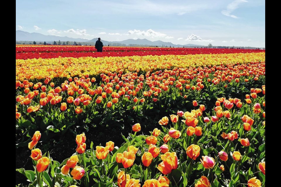 A visitor to RoozenGaarde enjoys the rows upon rows of brightly coloured tulips during the Skagit Valley Tulip Festival, on now until April 30. KIM PEMBERTON PHOTOS 