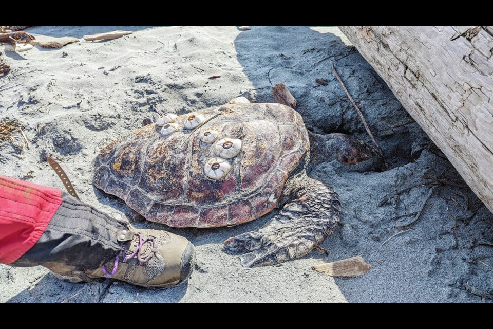 The small loggerhead sea turtle discovered dead at Cape Scott ­Provincial Park was the second to be spotted in three months on ­Vancouver Island. ANDRE FILLION 