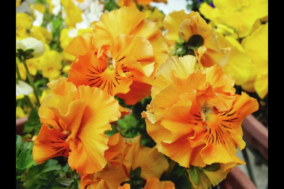 The large, ruffled flowers of Fizzle Sizzle Orange pansies create attention-getting plantings. 