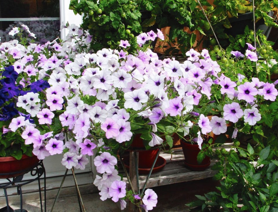 Explore: Container garden workshop; Grocery Wars tour; Earth Day