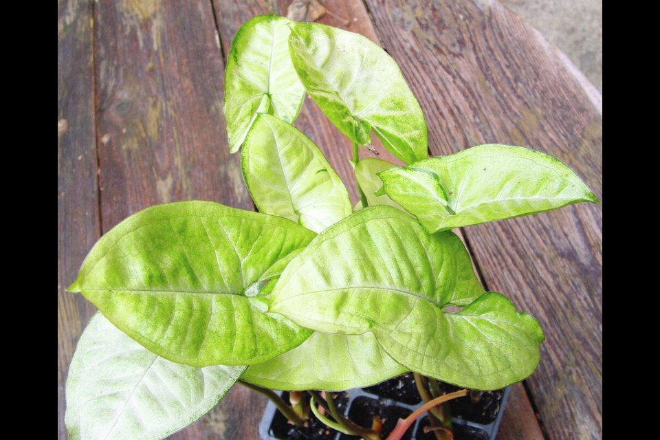 Syngonium (arrowhead) is an easy-growing house plant, but it will collapse if the soil is either too wet or too dry. Aim for Goldilocks watering. Helen Chesnut photo. Garden column Wednesday, April 17. 