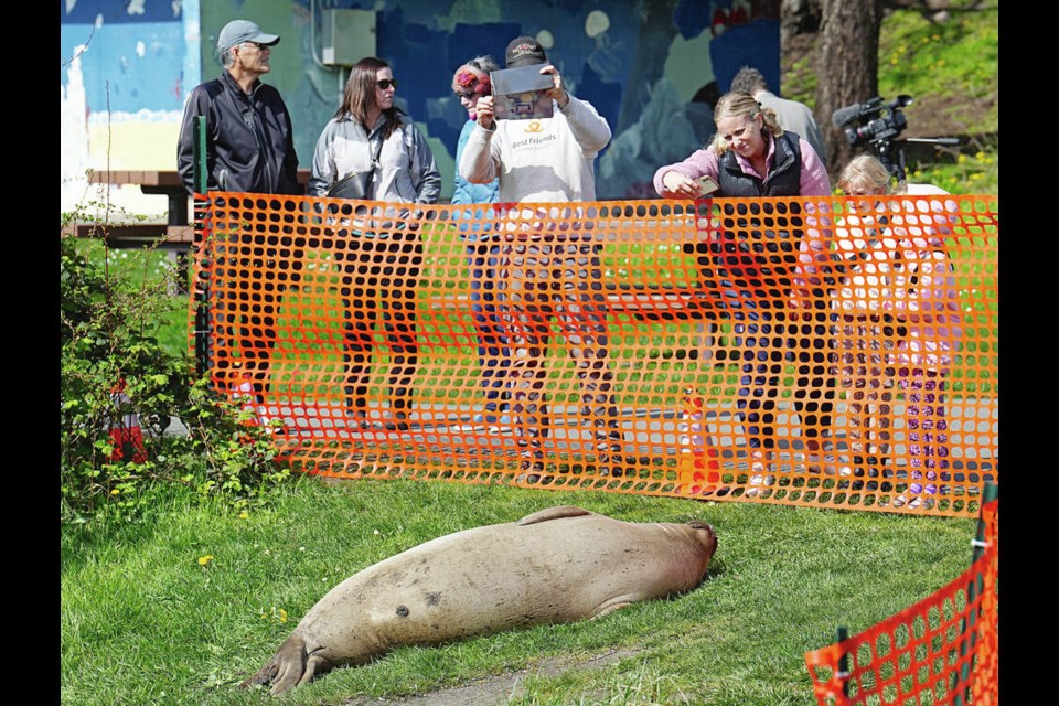 Crowds check out an elephant seal that has returned to moult along the Gorge Waterway. ADRIAN LAM, TIMES COLONIST 