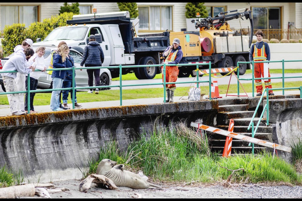 Work crews set up barricades to protect Emerson the elephant seal at his new location on Beach Drive near the Oak Bay Marina. DARREN STONE, TIMES COLONIST 